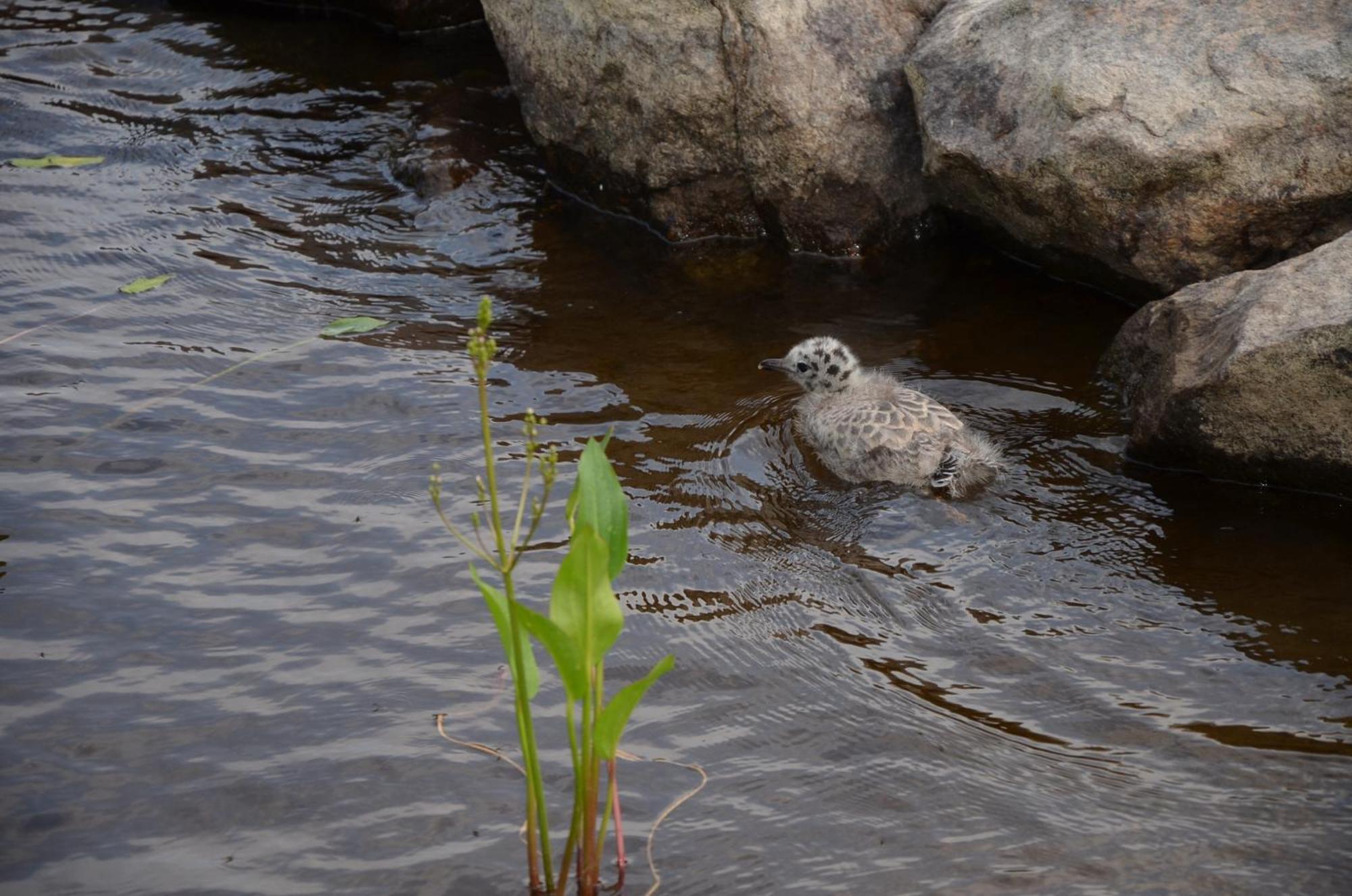 Kainiemen Huvilat Nurmes Pokoj fotografie